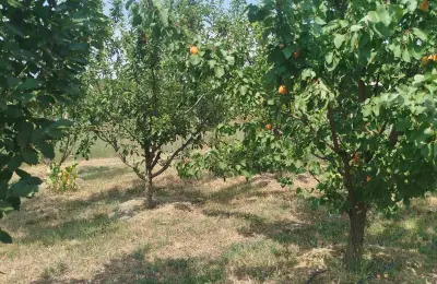 Nova kuća 204m² / plac 12ari – Radičević, Bečej
