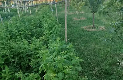 Nova kuća 204m² / plac 12ari – Radičević, Bečej