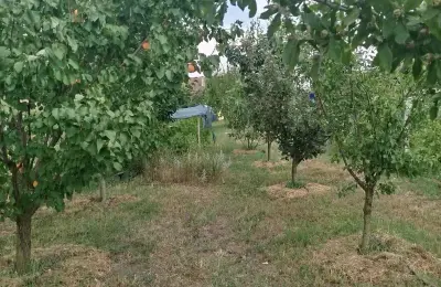 Nova kuća 204m² / plac 12ari – Radičević, Bečej