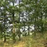 Parcela pod šumom u Zaječaru - šuma Zaječar