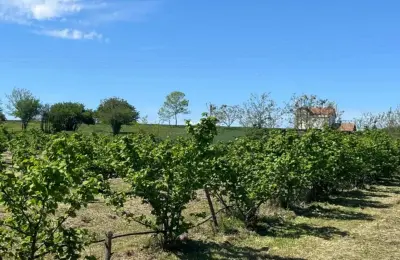 Zasad lešnika-Vladimirci,Trbušac