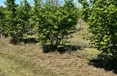 Zasad lešnika-Vladimirci,Trbušac