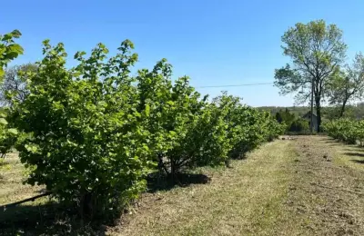 Zasad lešnika-Vladimirci,Trbušac