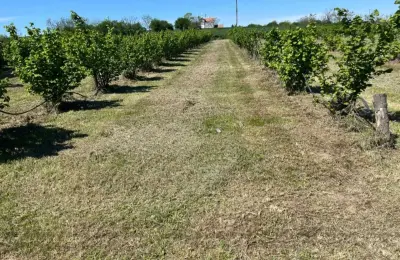 Zasad lešnika-Vladimirci,Trbušac