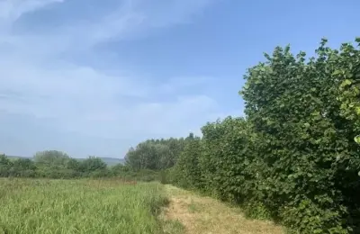 Prodajem zasad lesnika u Velikom Gradistu