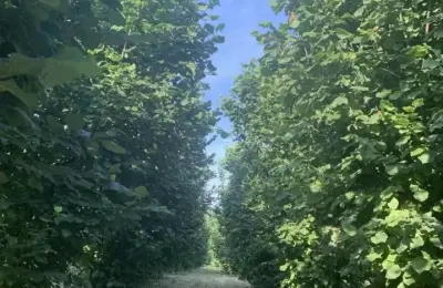 Prodajem zasad lesnika u Velikom Gradistu