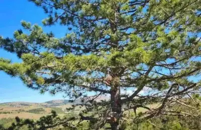 Ekskluzivna prodaja placeva na Zlatiboru