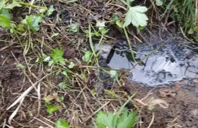 Na prodaju kuca sa zemljistem na Staroj Planini-Senokos