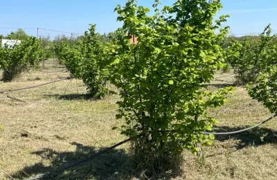 Zasad lešnika-Vladimirci,Trbušac