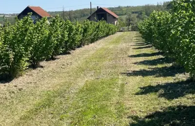 Zasad lešnika-Vladimirci,Trbušac