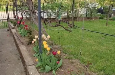 Kuća u Surdulici, 180m2, 6ari placa