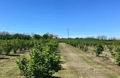 Zasad lešnika-Vladimirci,Trbušac