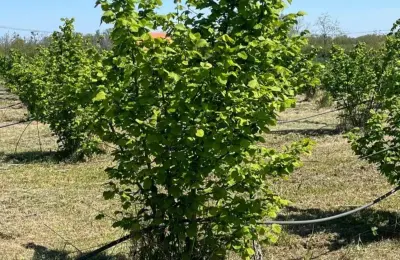 Zasad lešnika-Vladimirci,Trbušac