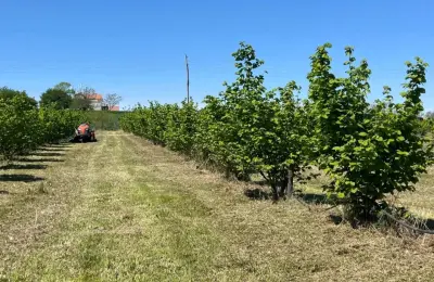 Zasad lešnika-Vladimirci,Trbušac