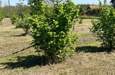 Zasad lešnika-Vladimirci,Trbušac