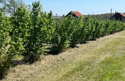 Zasad lešnika-Vladimirci,Trbušac