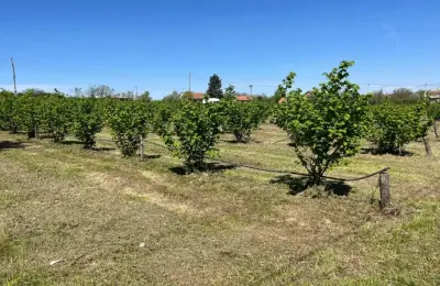 Zasad lešnika-Vladimirci,Trbušac