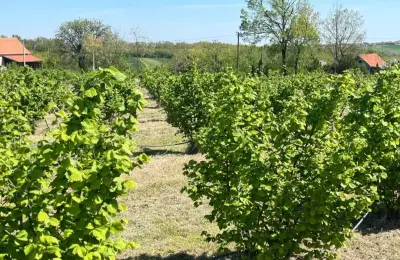 Zasad lešnika-Vladimirci,Trbušac