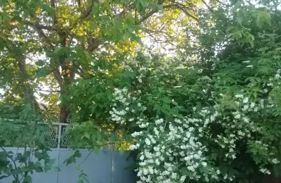 Prodajem kucu u Banatskoj Dubici