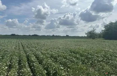 Prodajem poljoprivredno zemljiste u Futogu